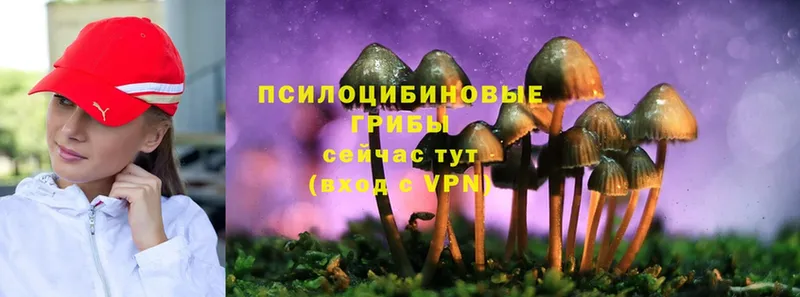 Галлюциногенные грибы Psilocybine cubensis  это официальный сайт  Артёмовск 